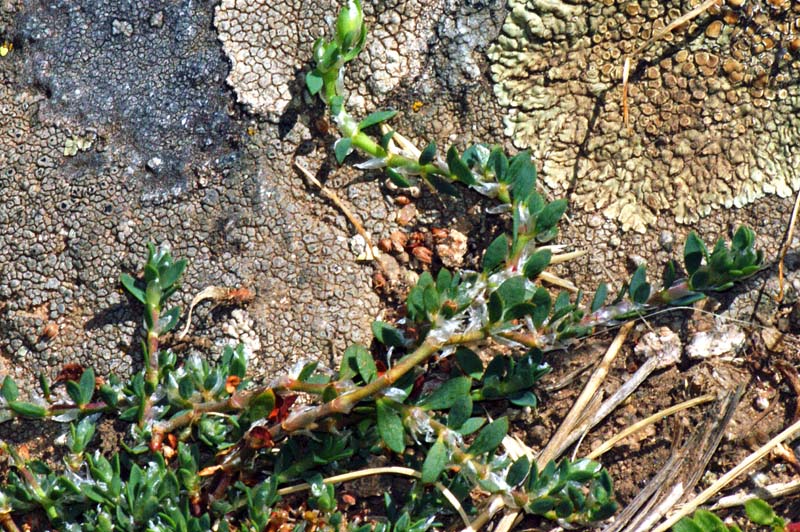 Paronychia polygonifolia